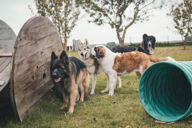 La Garderie Canine