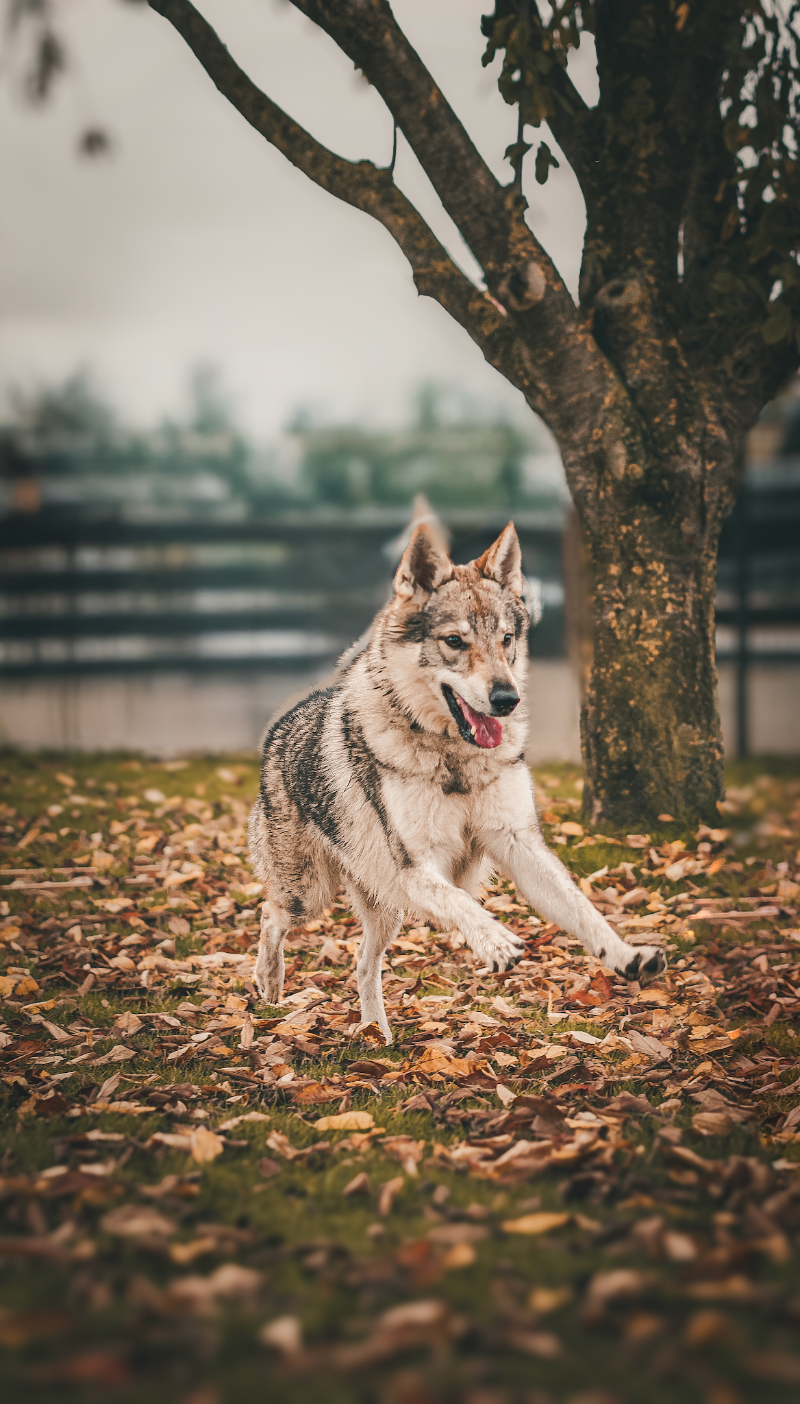 La Garderie Canine — photo