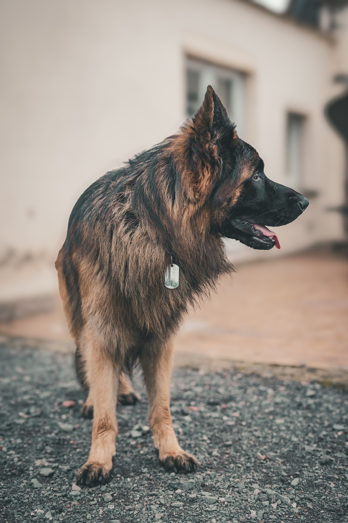 La Garderie Canine — photo