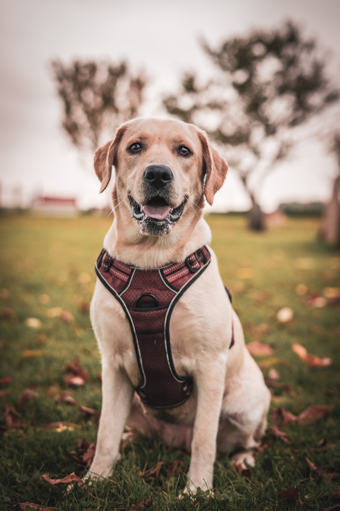 La Garderie Canine — photo