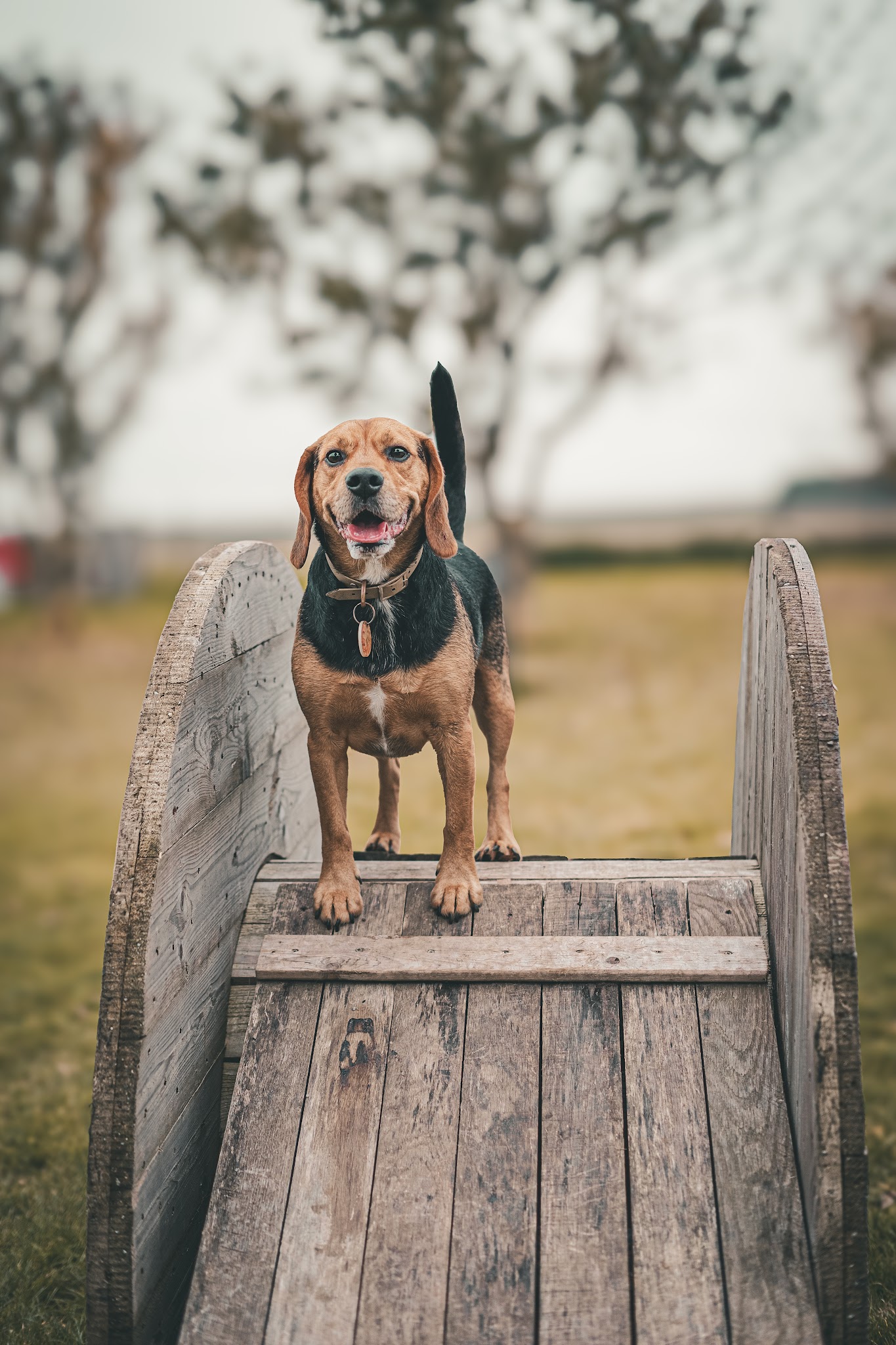 La Garderie Canine — photo