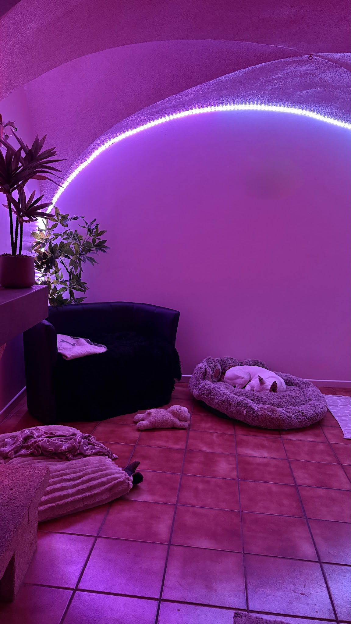 Sur Les Pas Du Maître - Pet Sitting