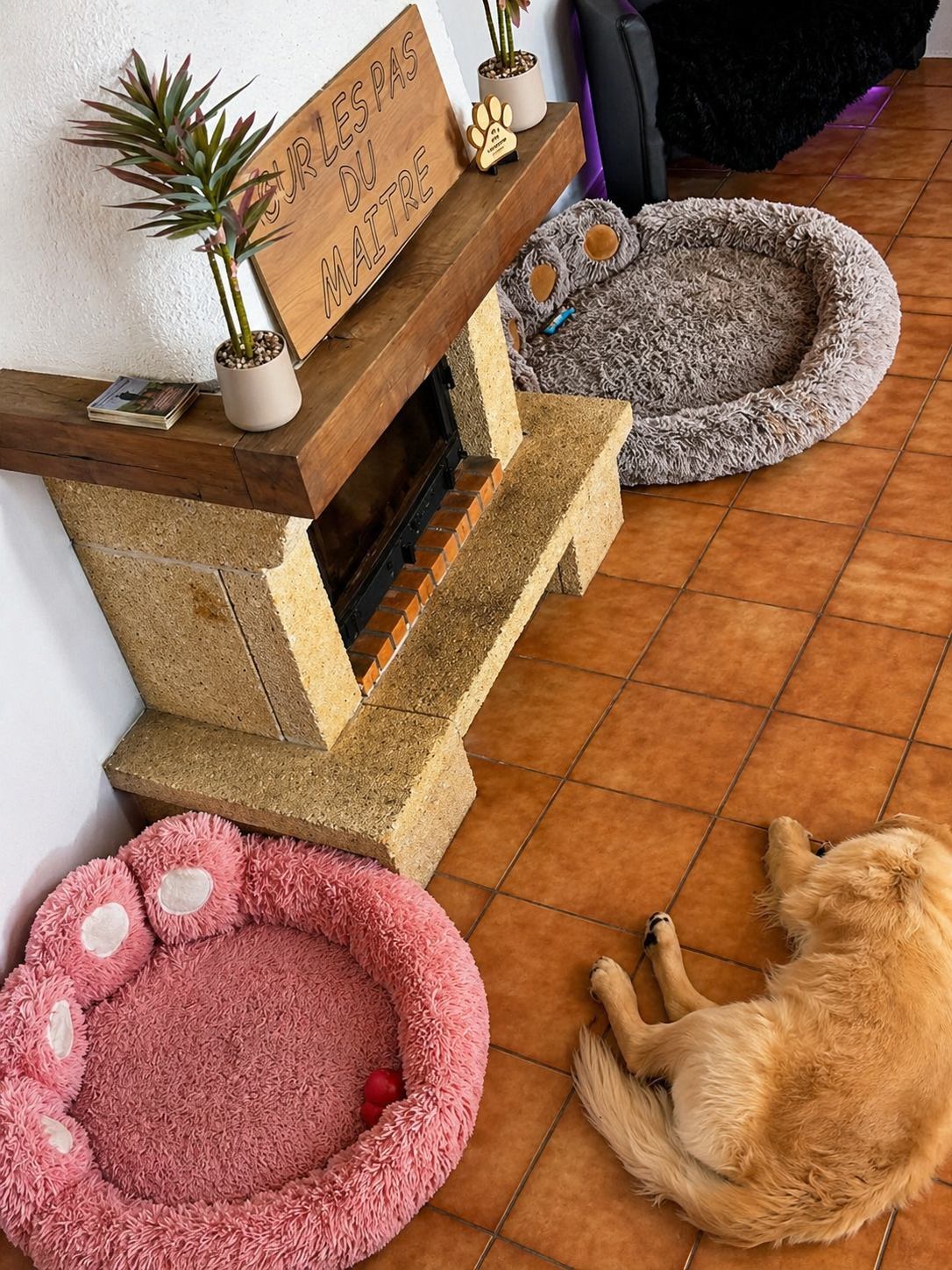 Sur Les Pas Du Maître - Pet Sitting — photo