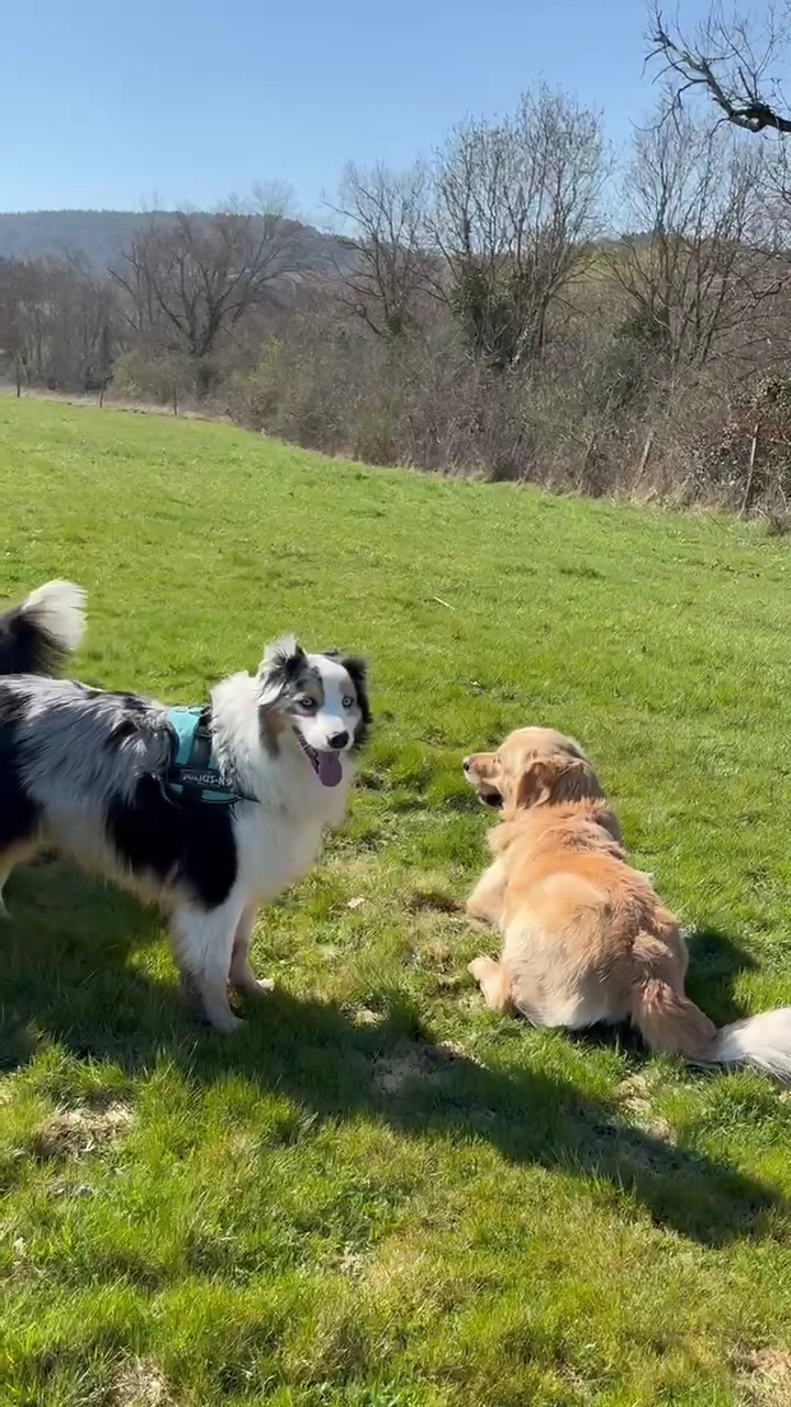 Sur Les Pas Du Maître - Pet Sitting — photo