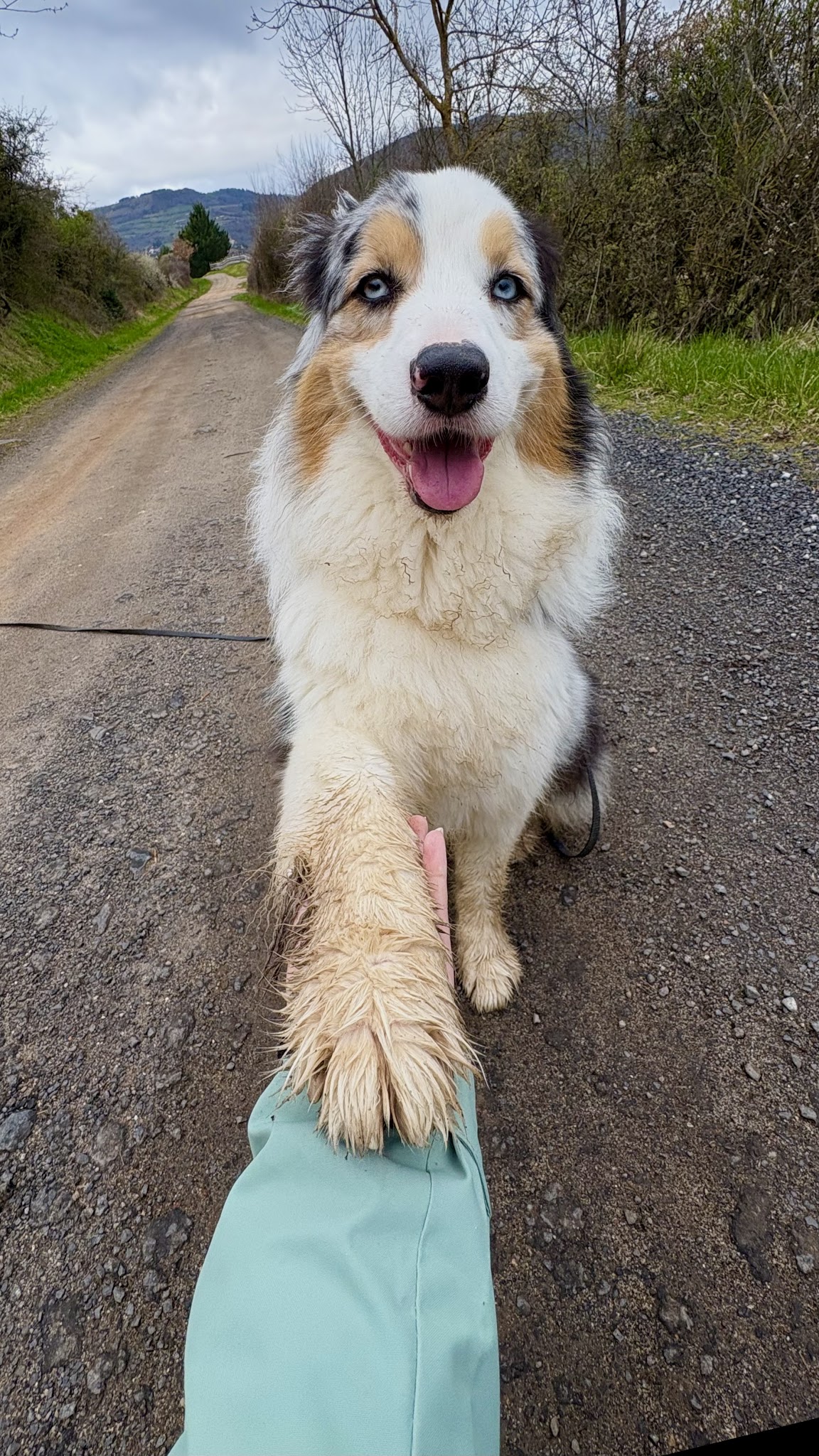 Sur Les Pas Du Maître - Pet Sitting — photo