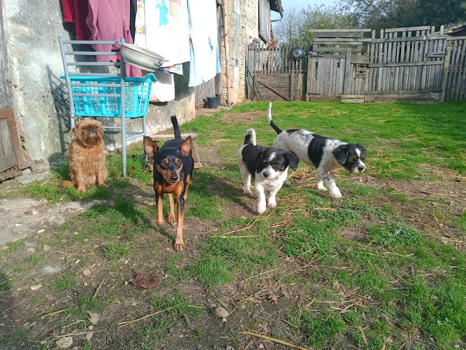 Oustaou chez nos animaux