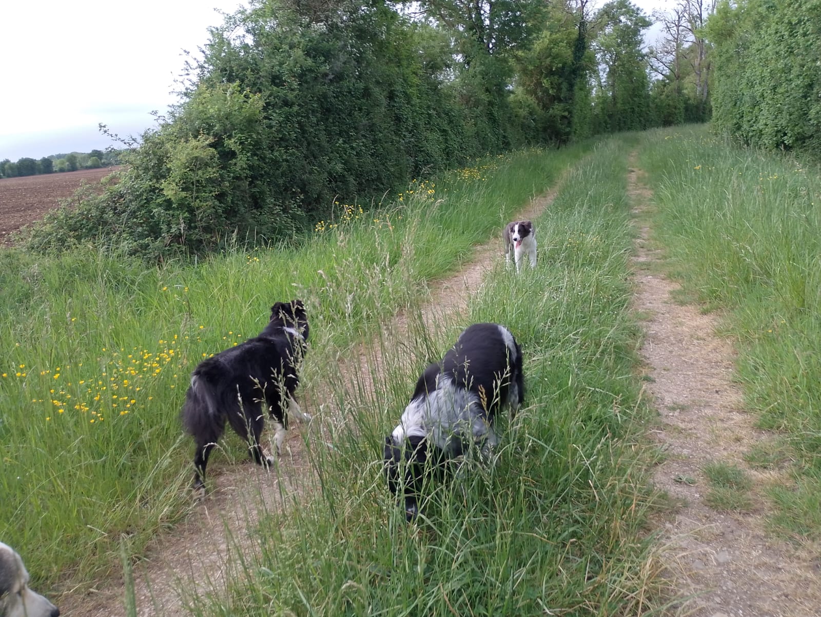 Oustaou chez nos animaux — photo