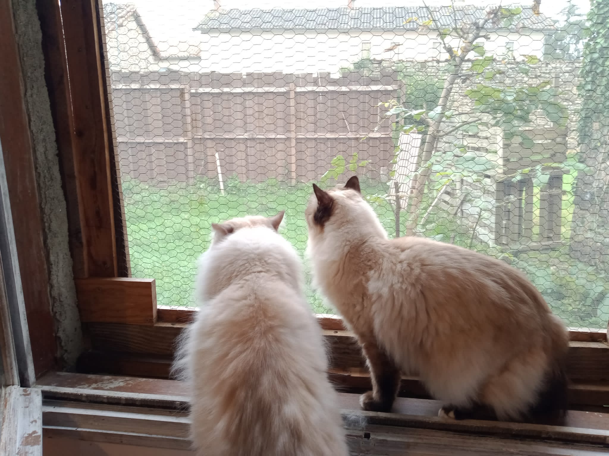Oustaou chez nos animaux — photo