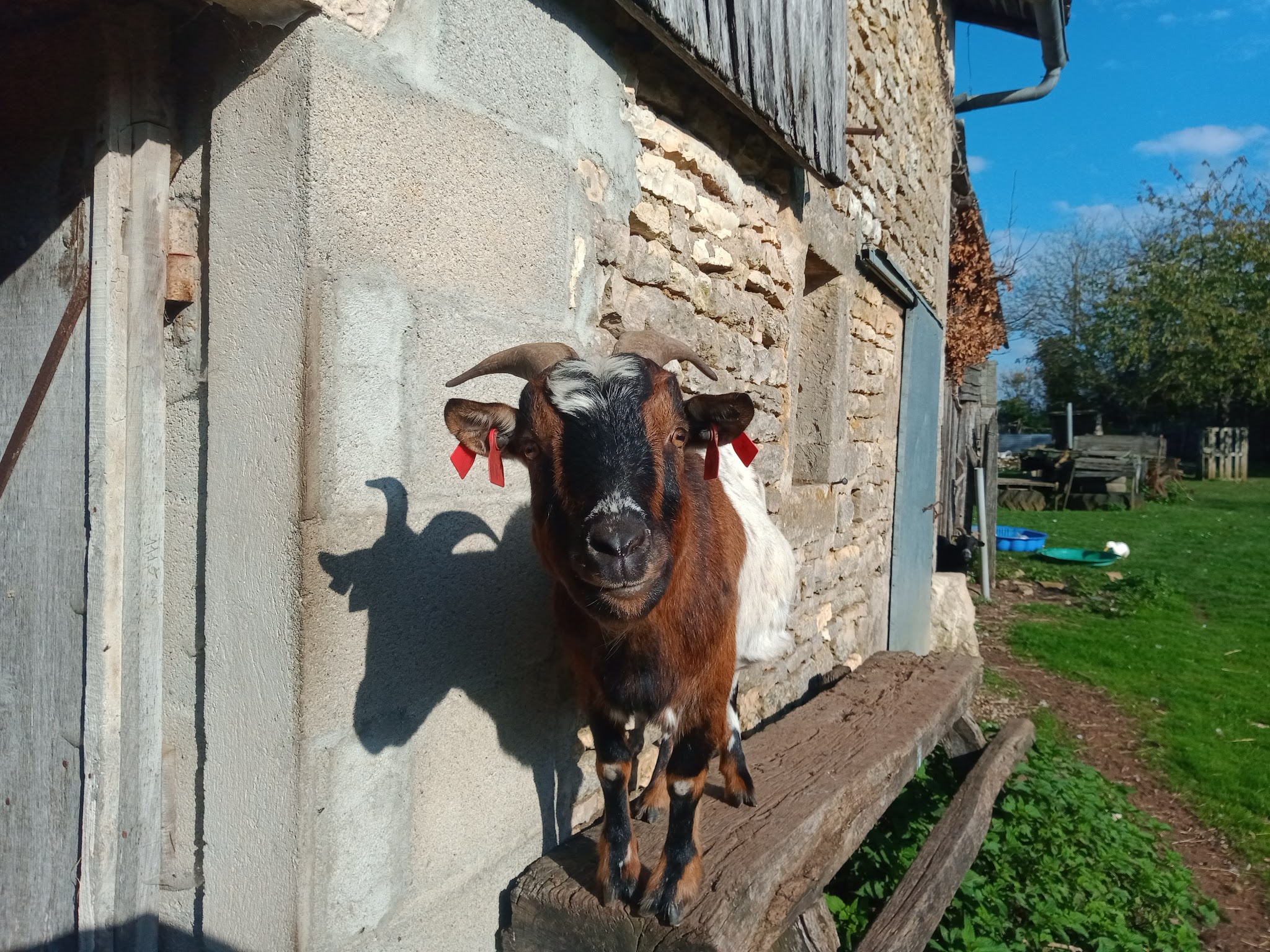Oustaou chez nos animaux — photo