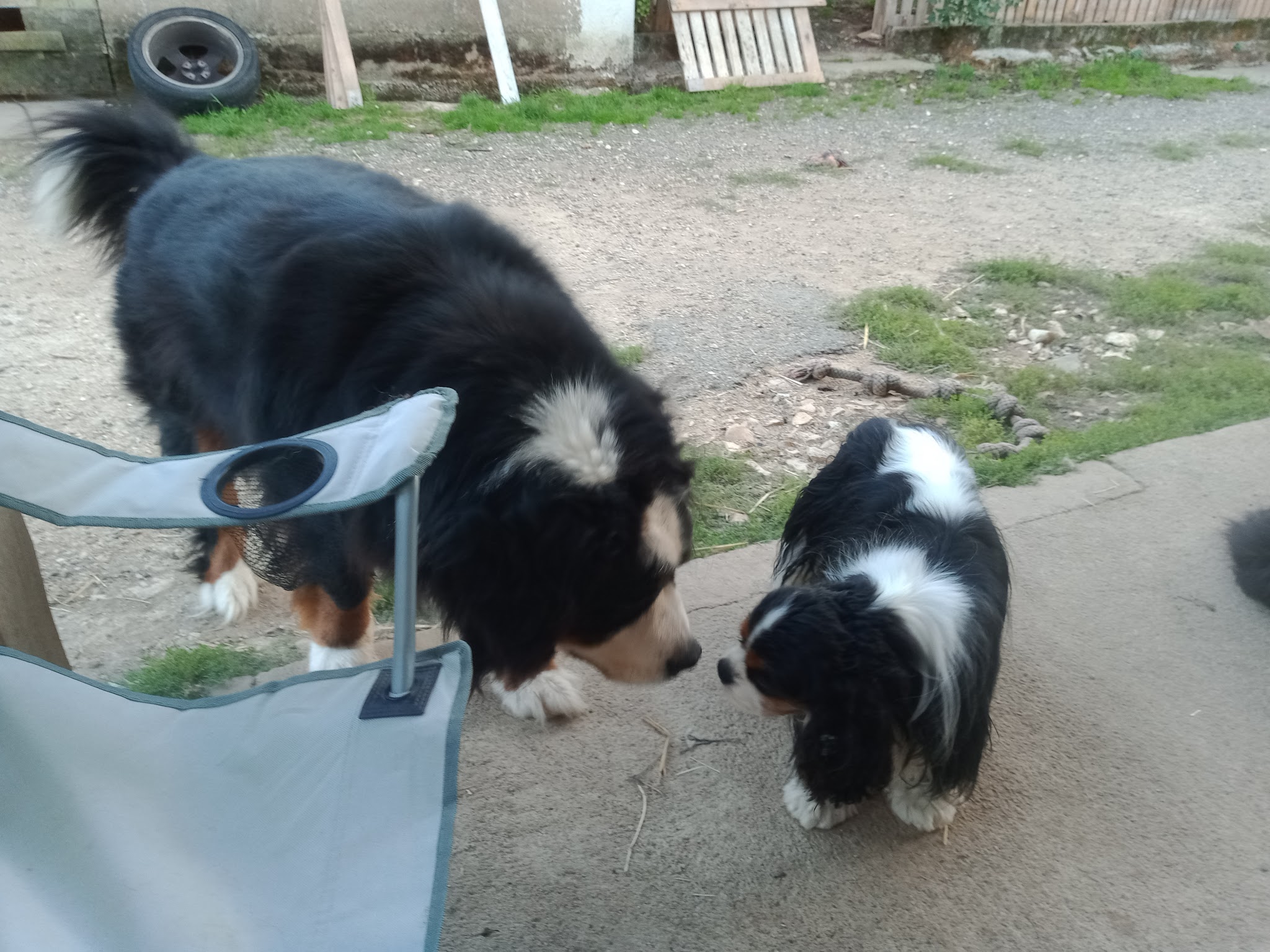 Oustaou chez nos animaux — photo
