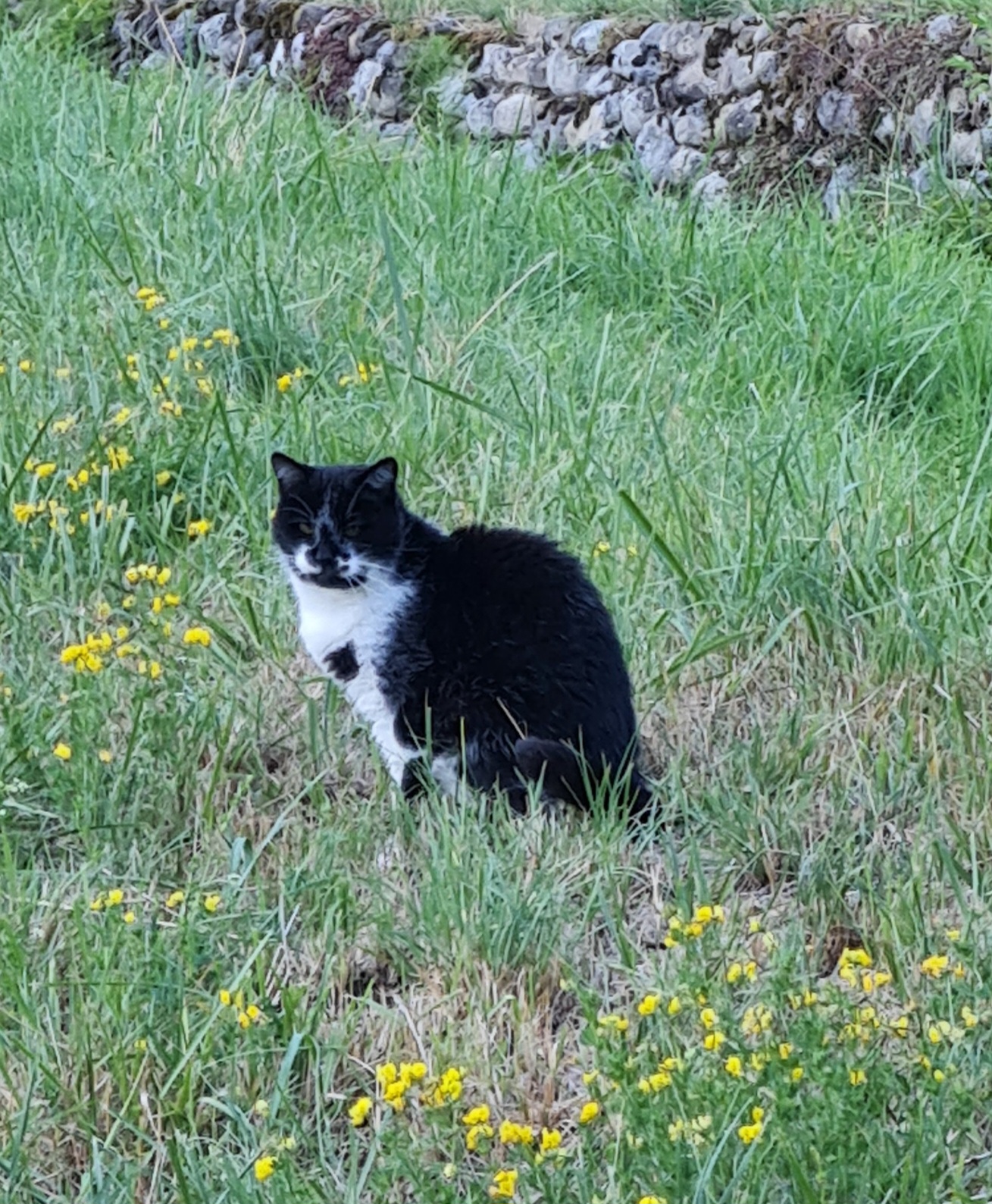 Elo cats and dogs ( pet sitter) — photo