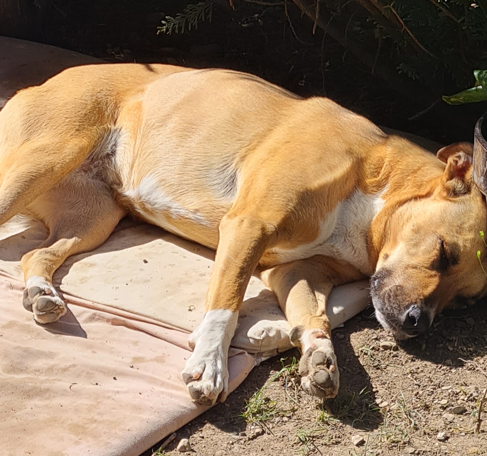 Elo cats and dogs ( pet sitter) — photo