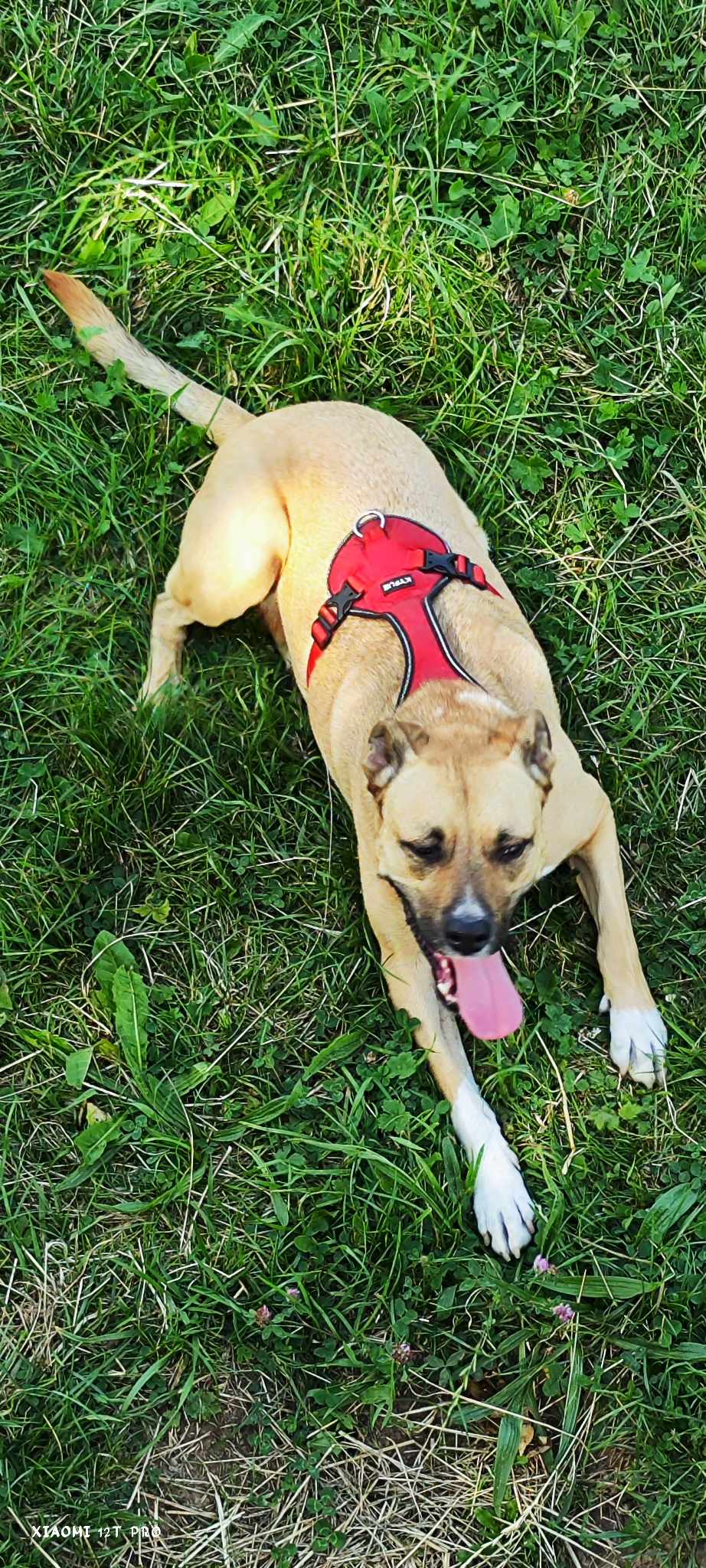 Elo cats and dogs ( pet sitter) — photo
