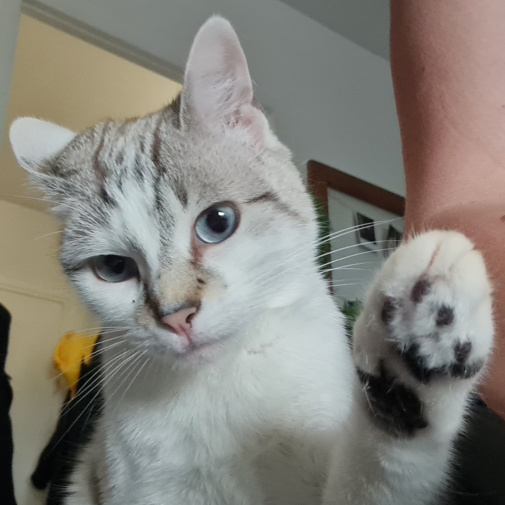 Elo cats and dogs ( pet sitter) — photo