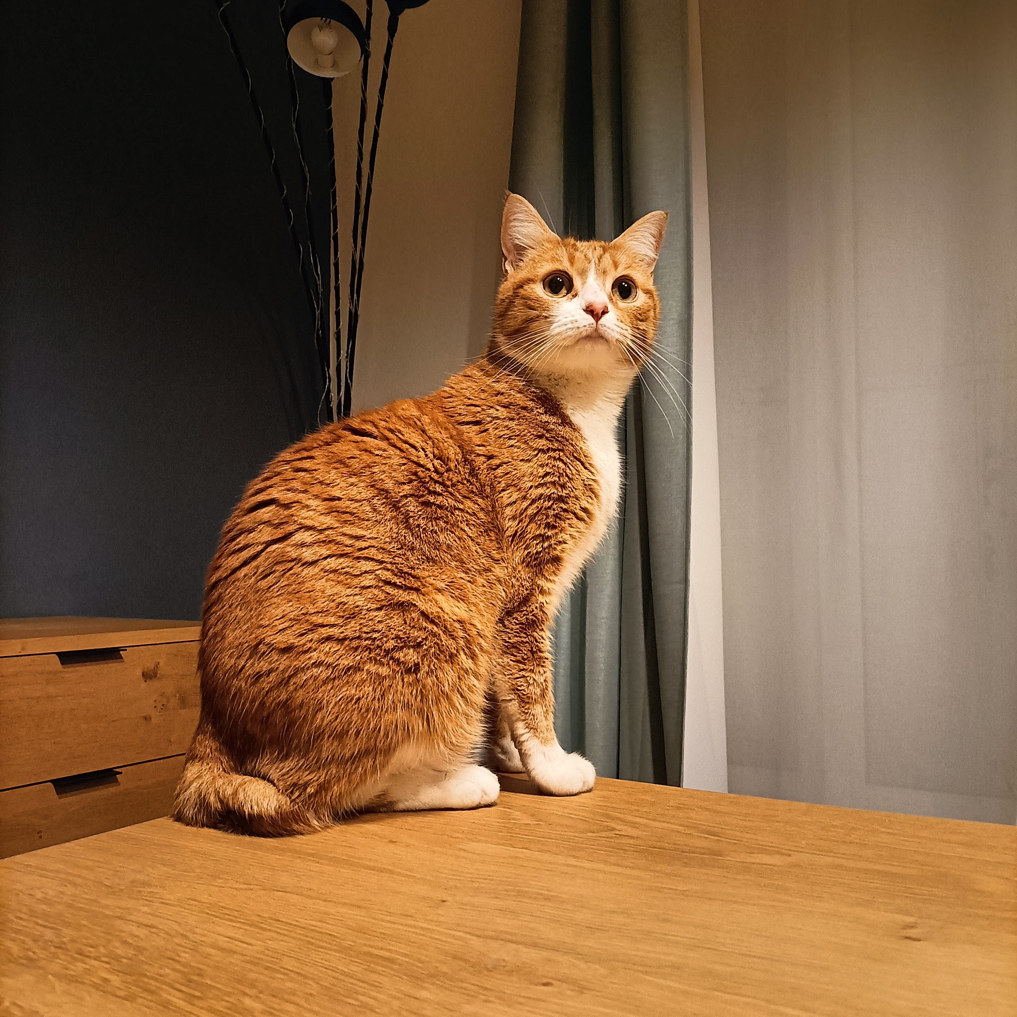 Animal paradis service animalier — photo