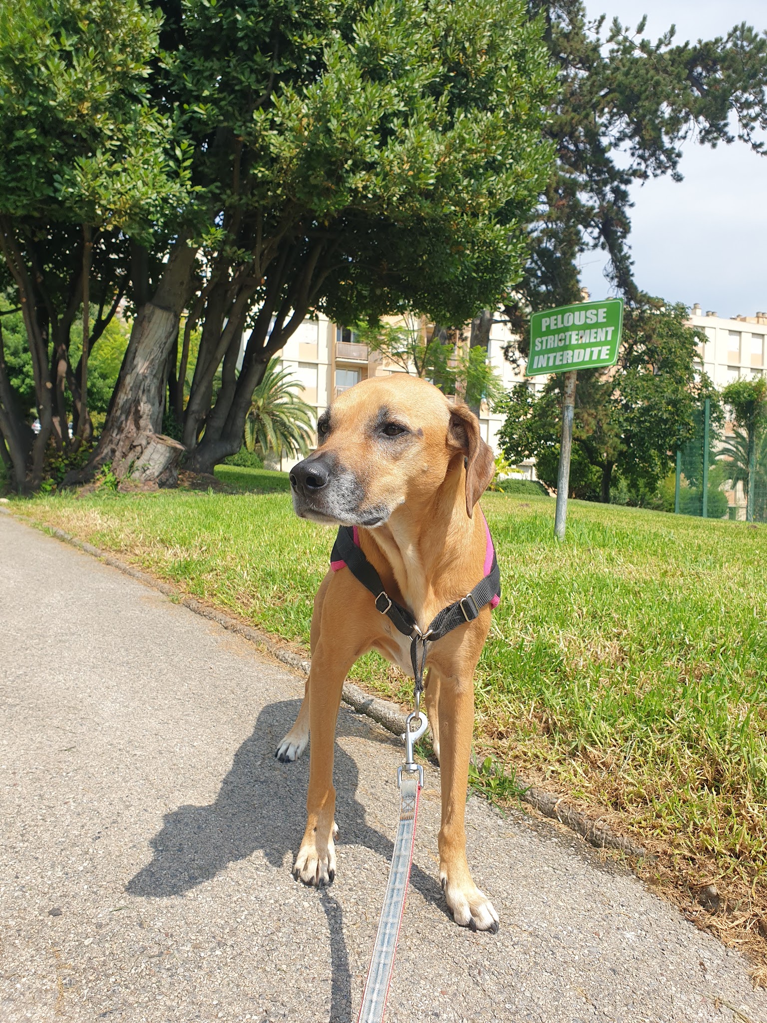 Animal paradis service animalier — photo