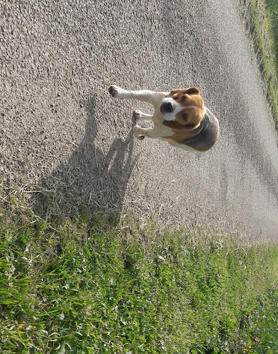 pension canine de la moinerie
