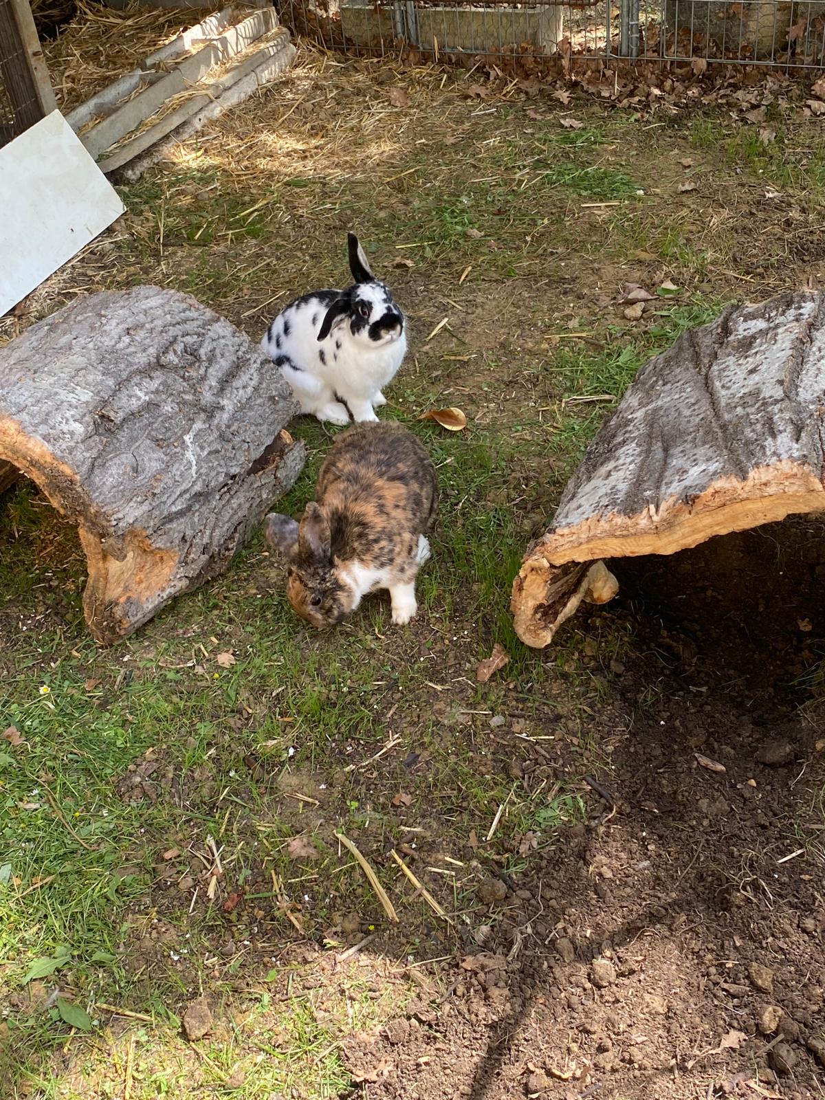 Et Pattes Et Vous — photo