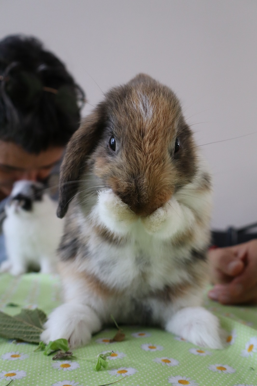 Et Pattes Et Vous — photo