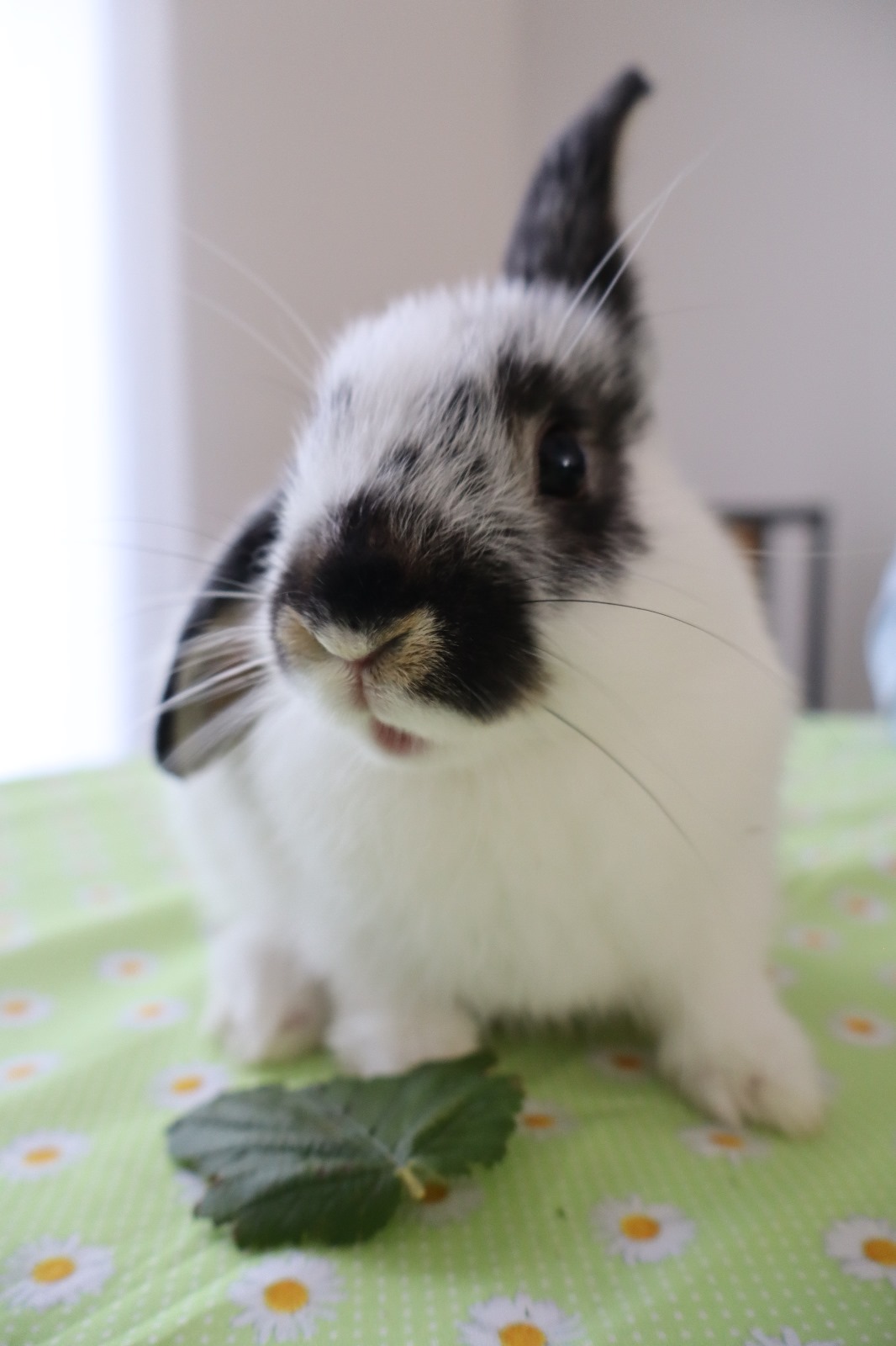 Et Pattes Et Vous — photo