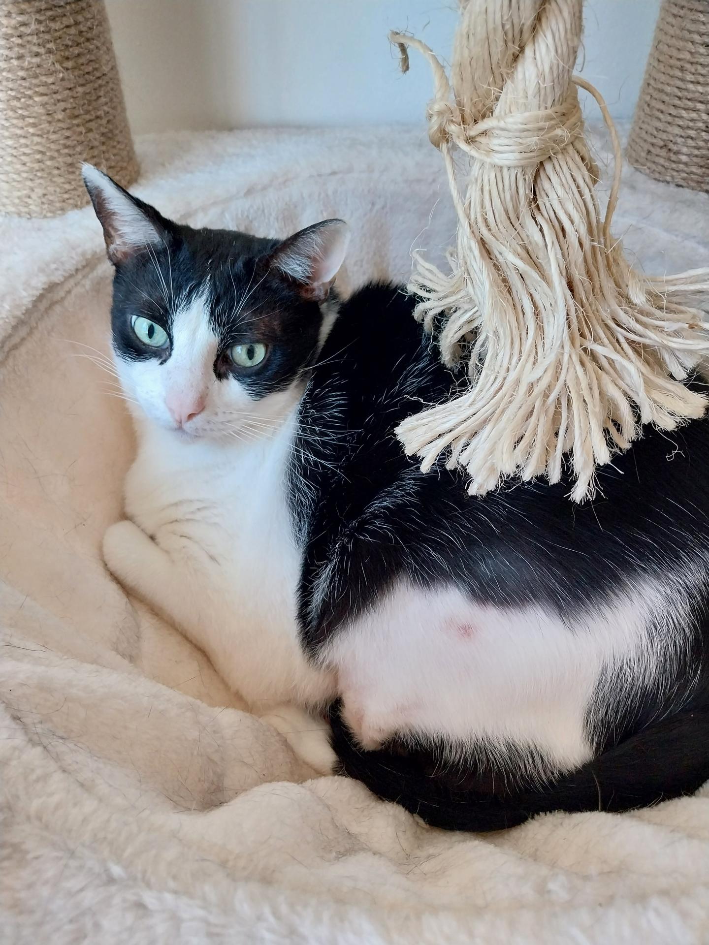 Kaydra's Pets — photo