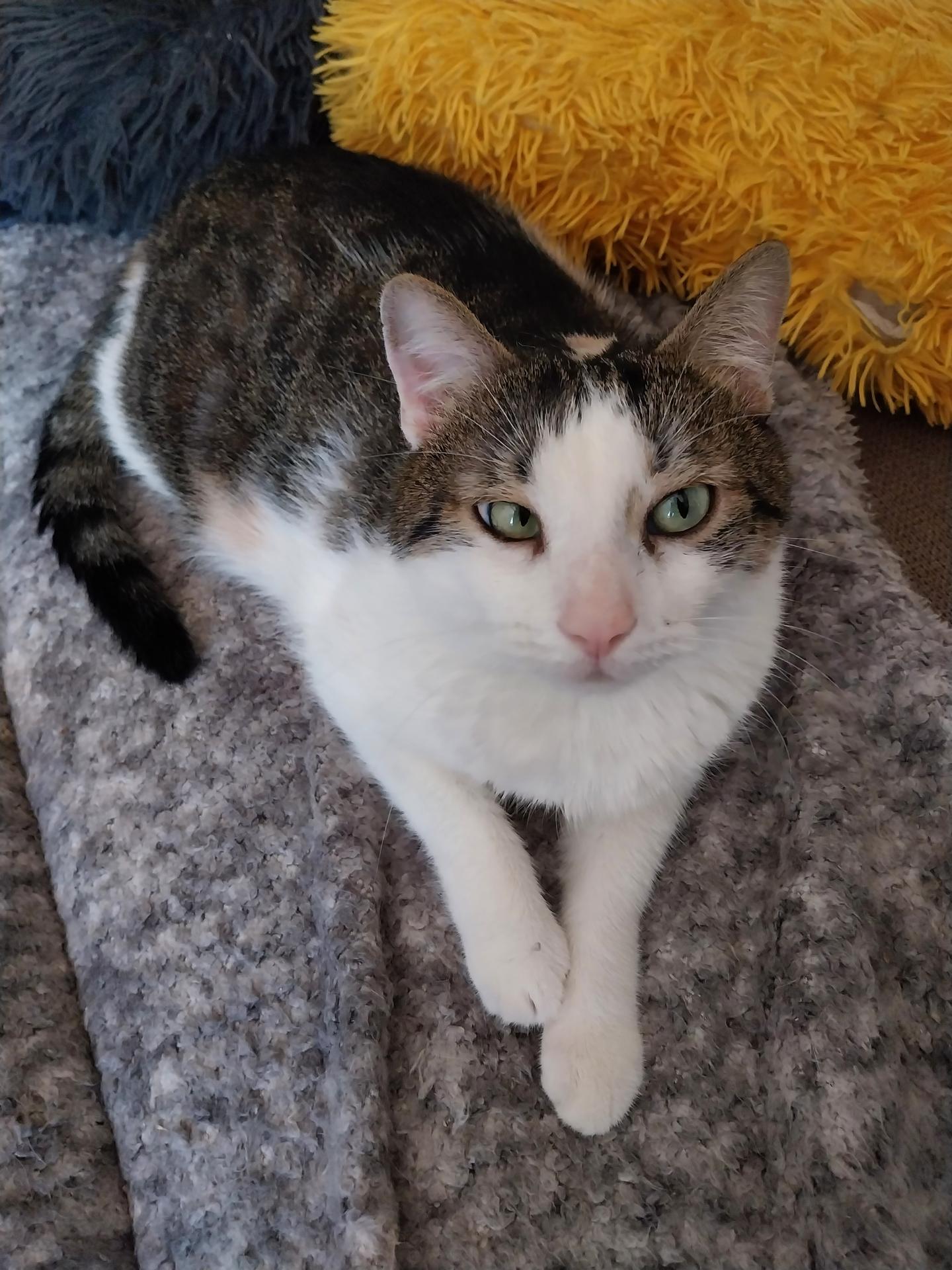 Kaydra's Pets — photo