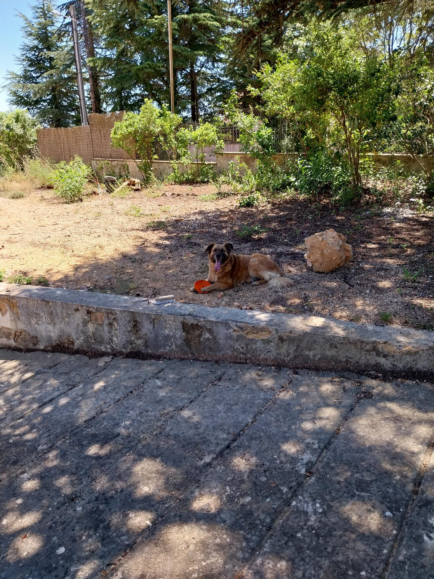 Kaydra's Pets — photo
