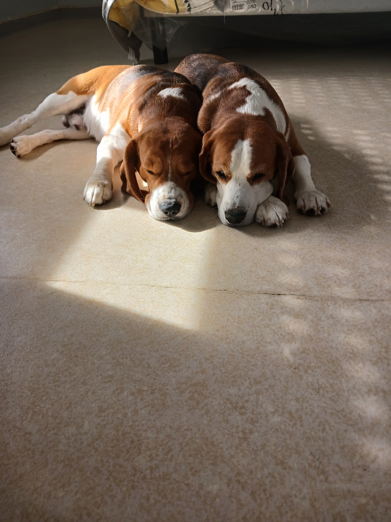 la balade des chiens heureux