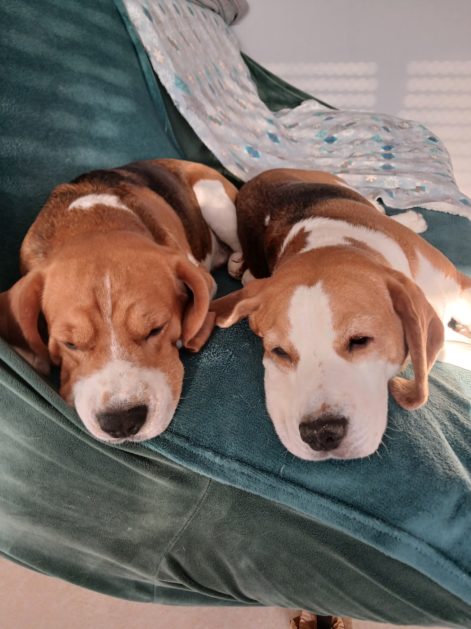 la balade des chiens heureux — photo