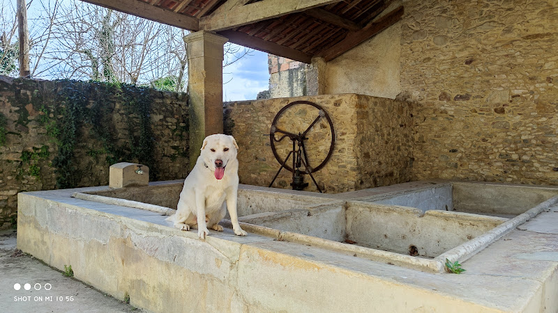 Dogs United