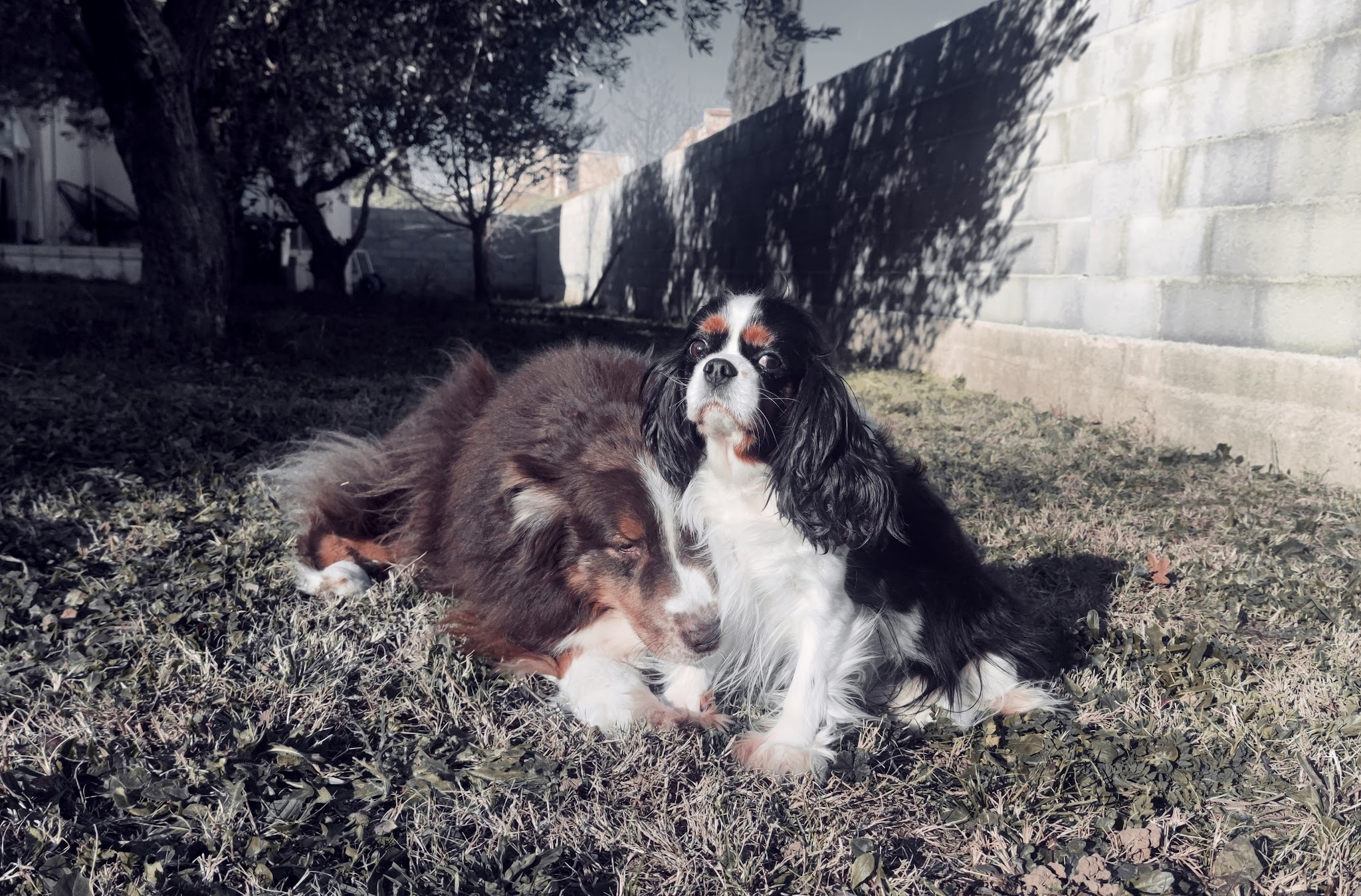 Dogs United — photo