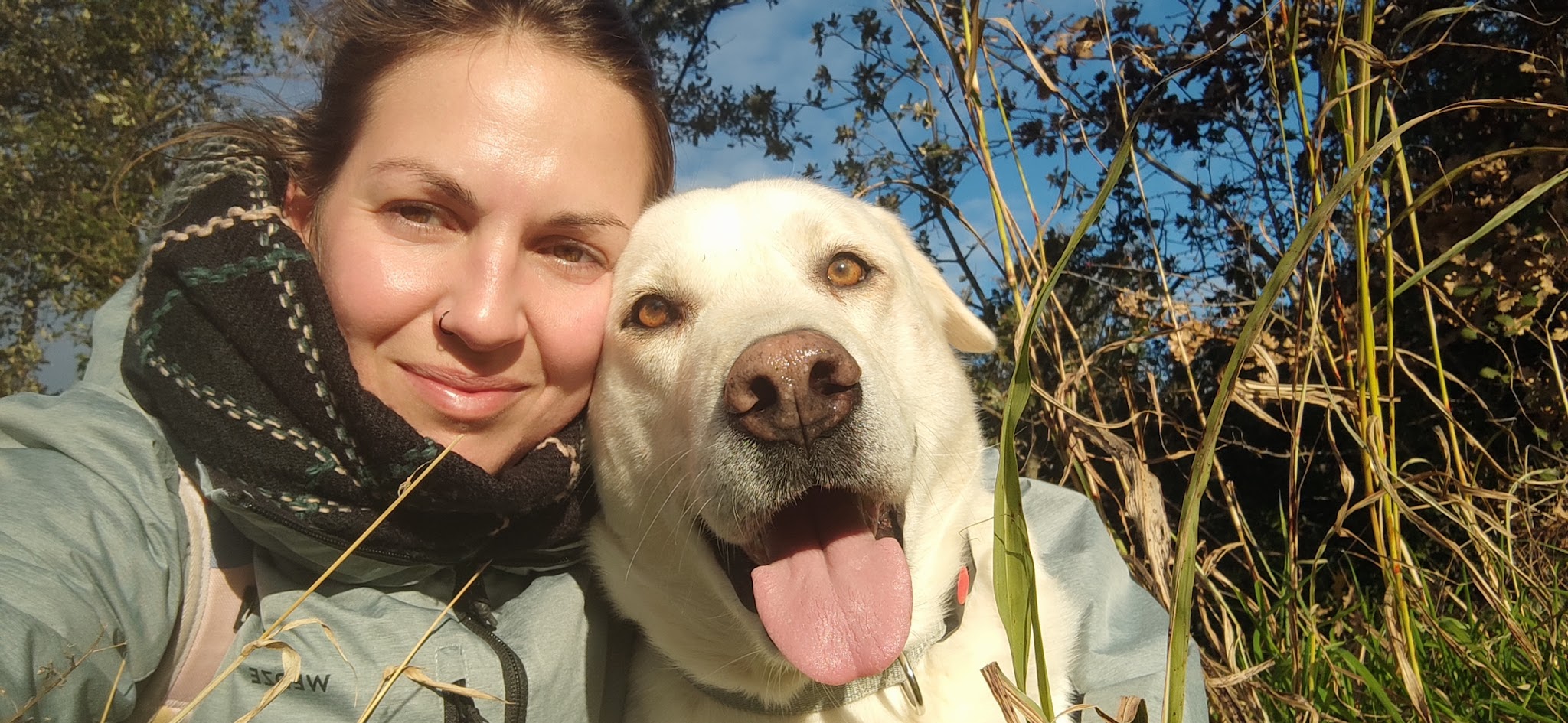 Dogs United — photo