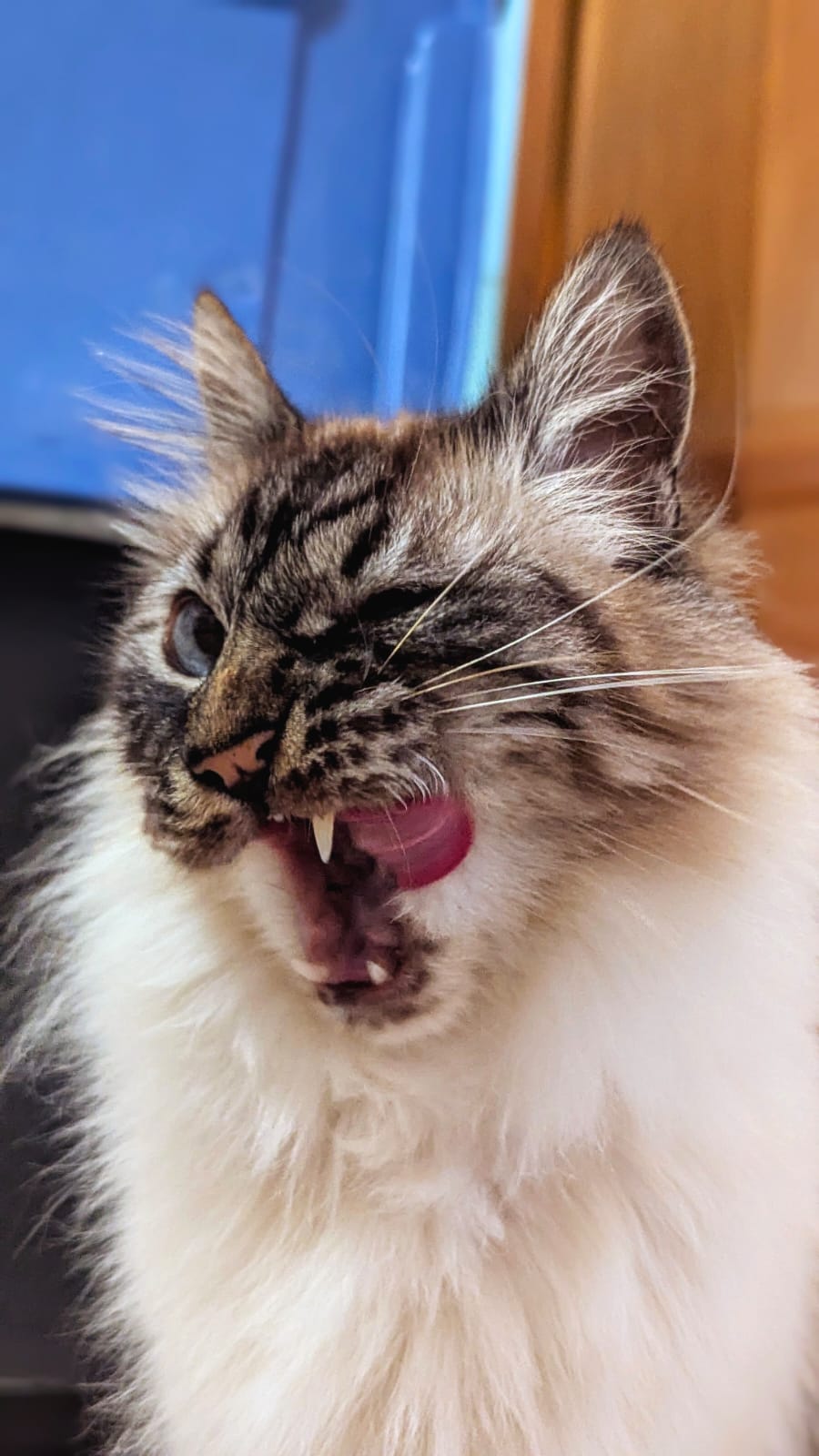 KoolPets — photo