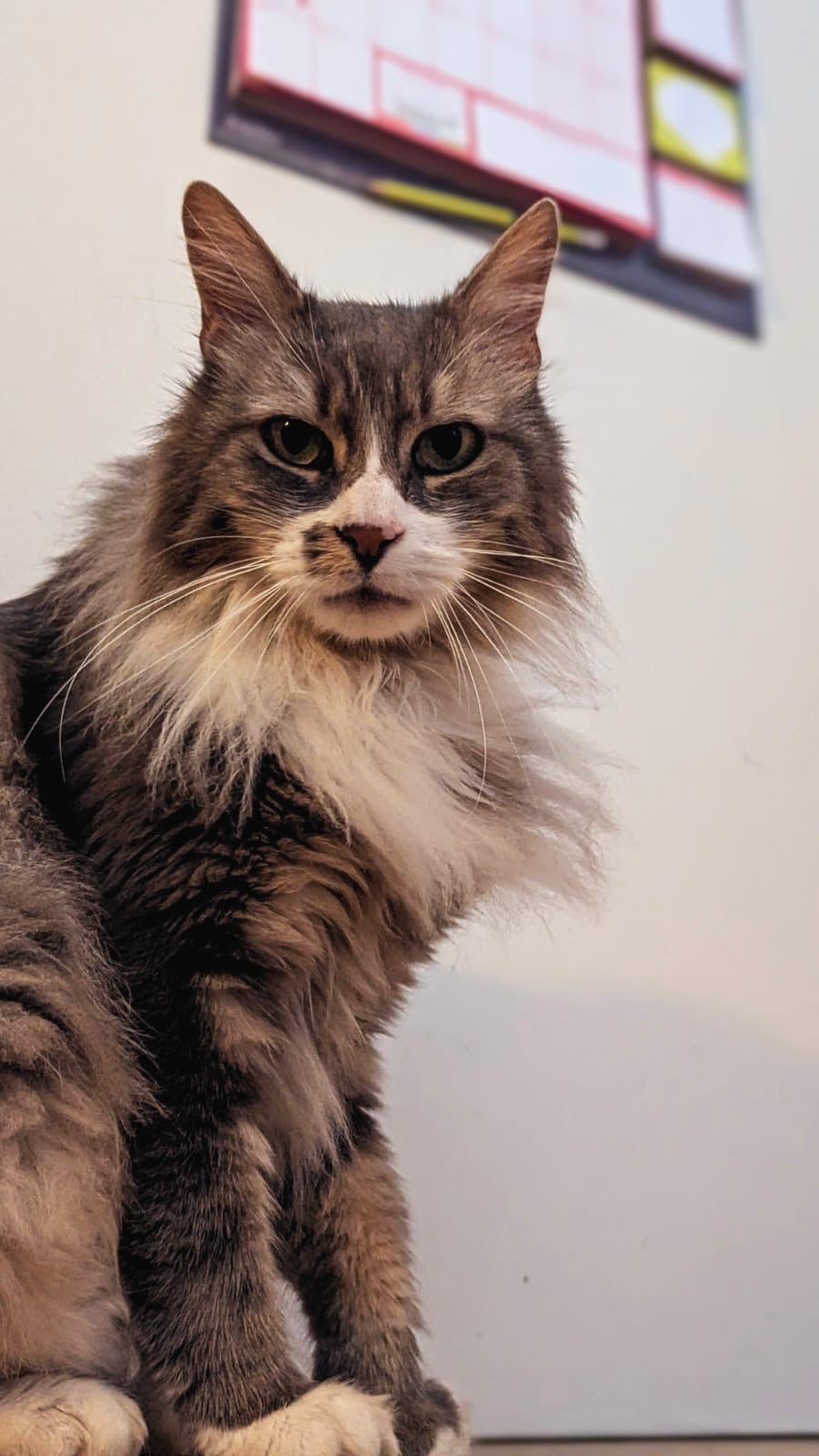 KoolPets — photo