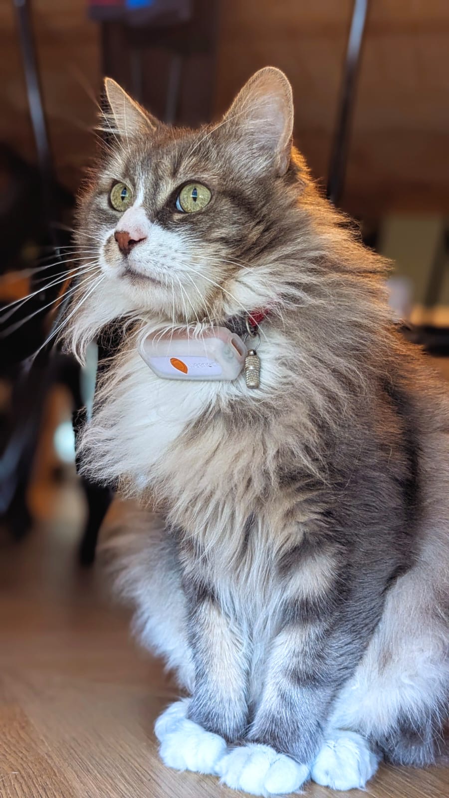 KoolPets — photo