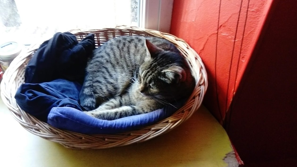 MOND'ANIMAUX — photo
