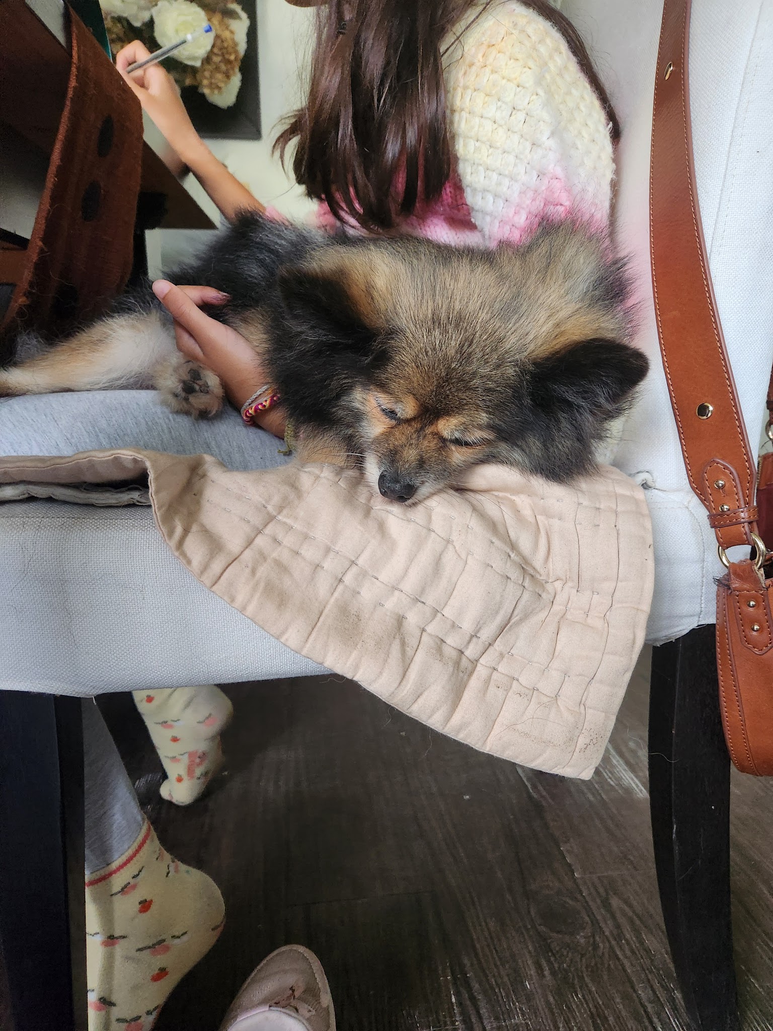 DOG SITTER 94 — photo