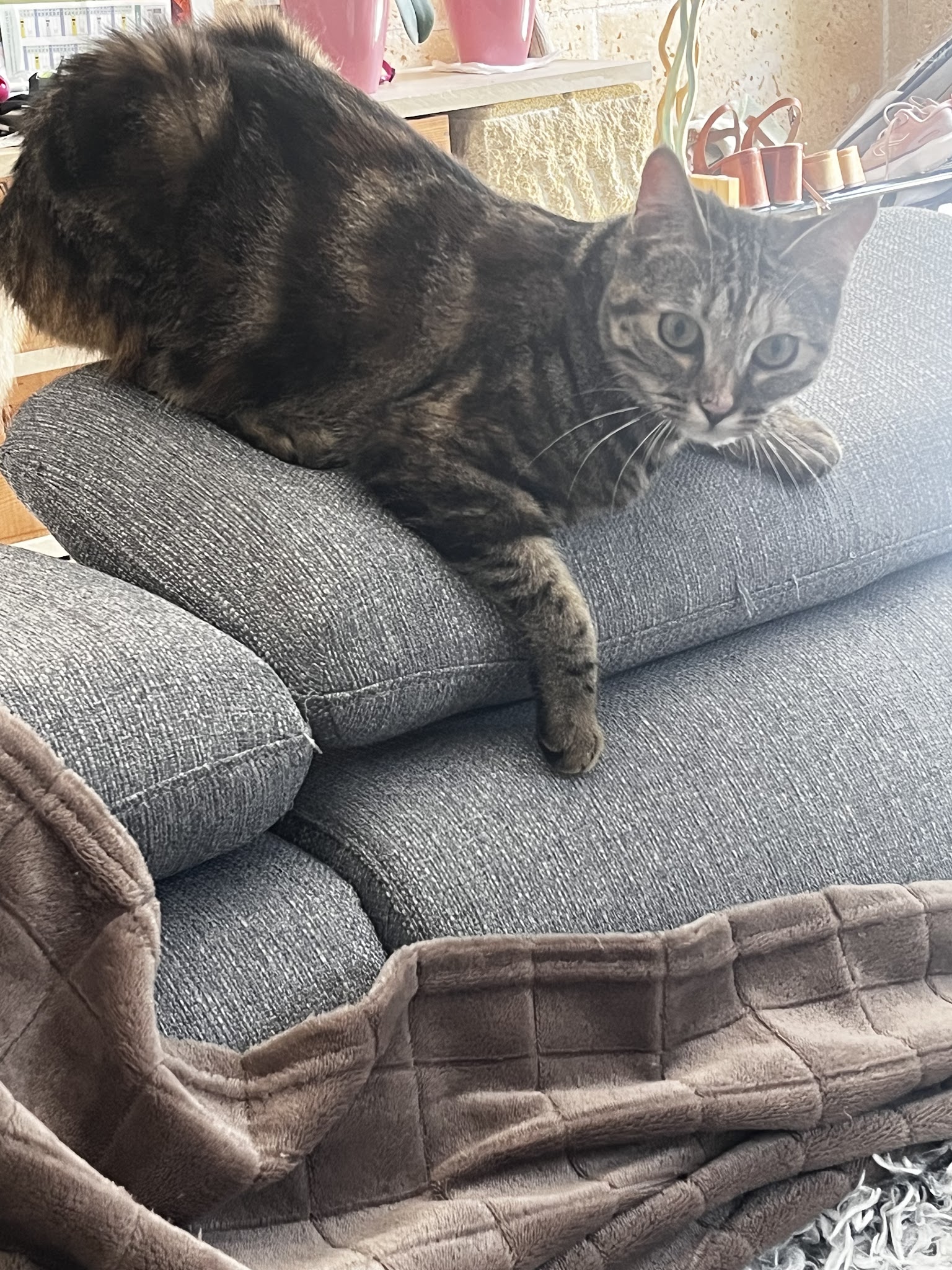 Aurore_PetSitting - Pet Sitter visite Chats et NAC, promenade chien — photo