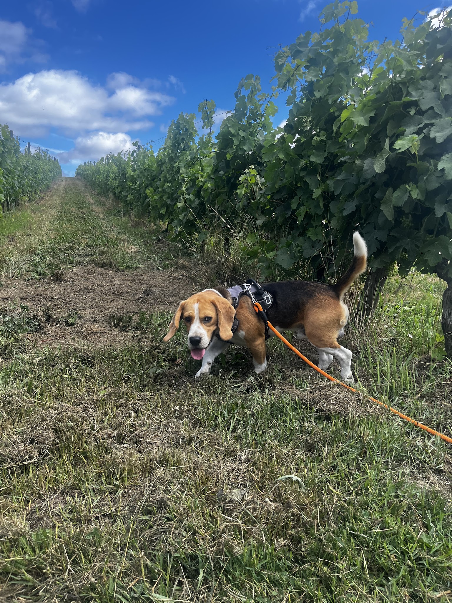 Aurore_PetSitting - Pet Sitter visite Chats et NAC, promenade chien — photo