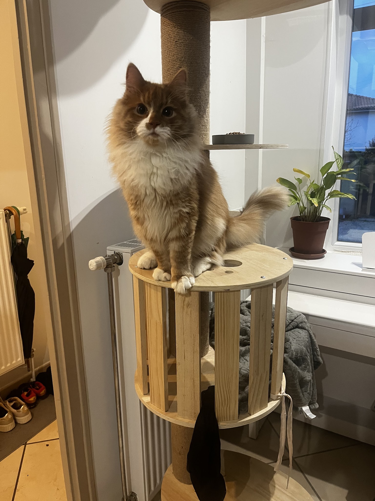Aurore_PetSitting - Pet Sitter visite Chats et NAC, promenade chien — photo