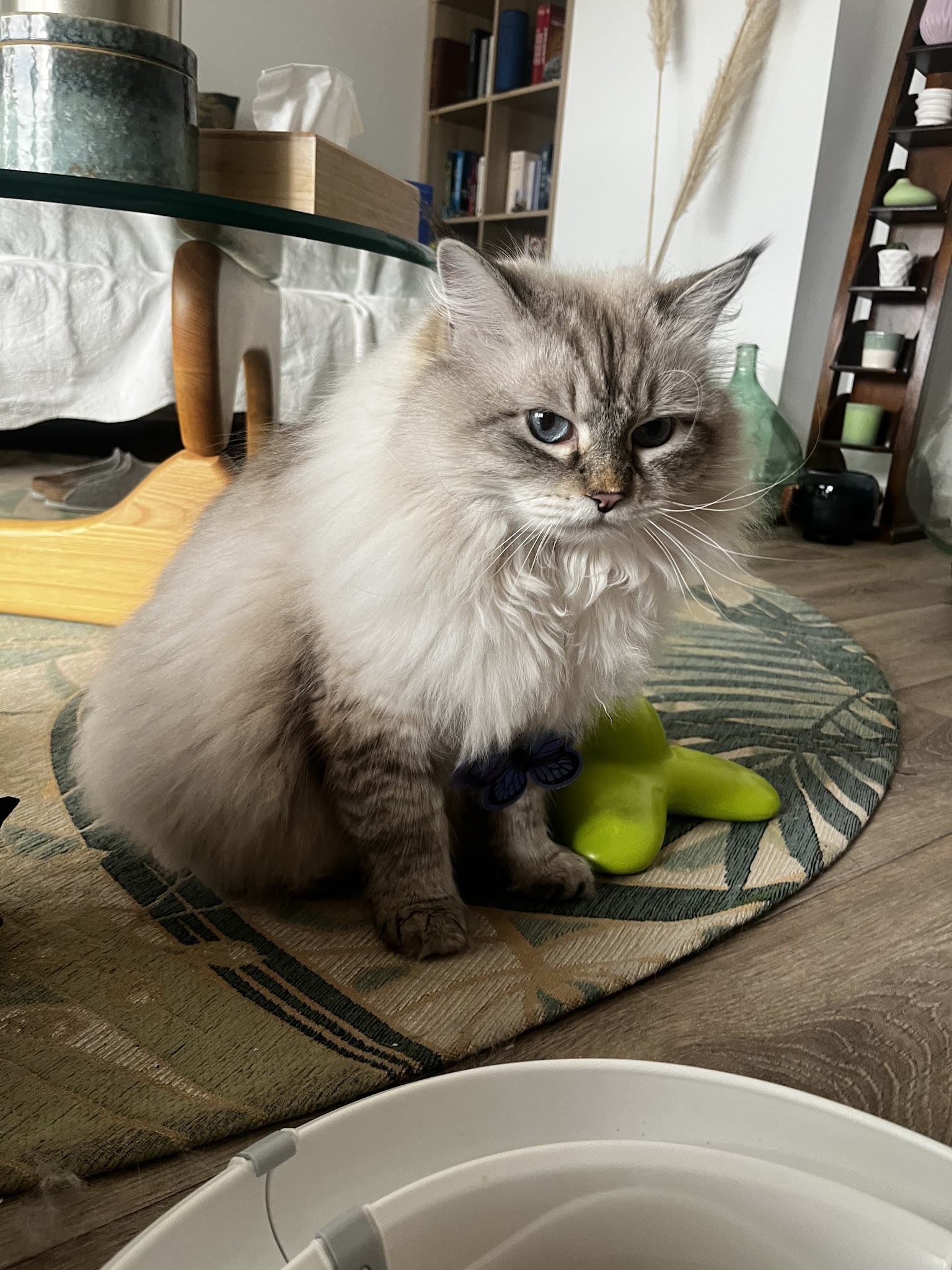 Aurore_PetSitting - Pet Sitter visite Chats et NAC, promenade chien — photo
