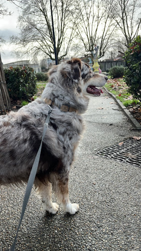 Aurore_PetSitting - Pet Sitter visite Chats et NAC, promenade chien