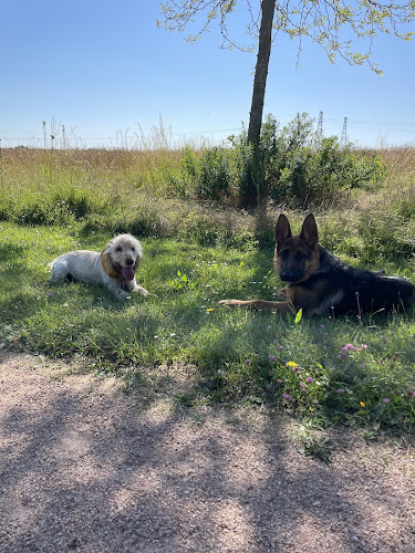 Zouzou pet sitter