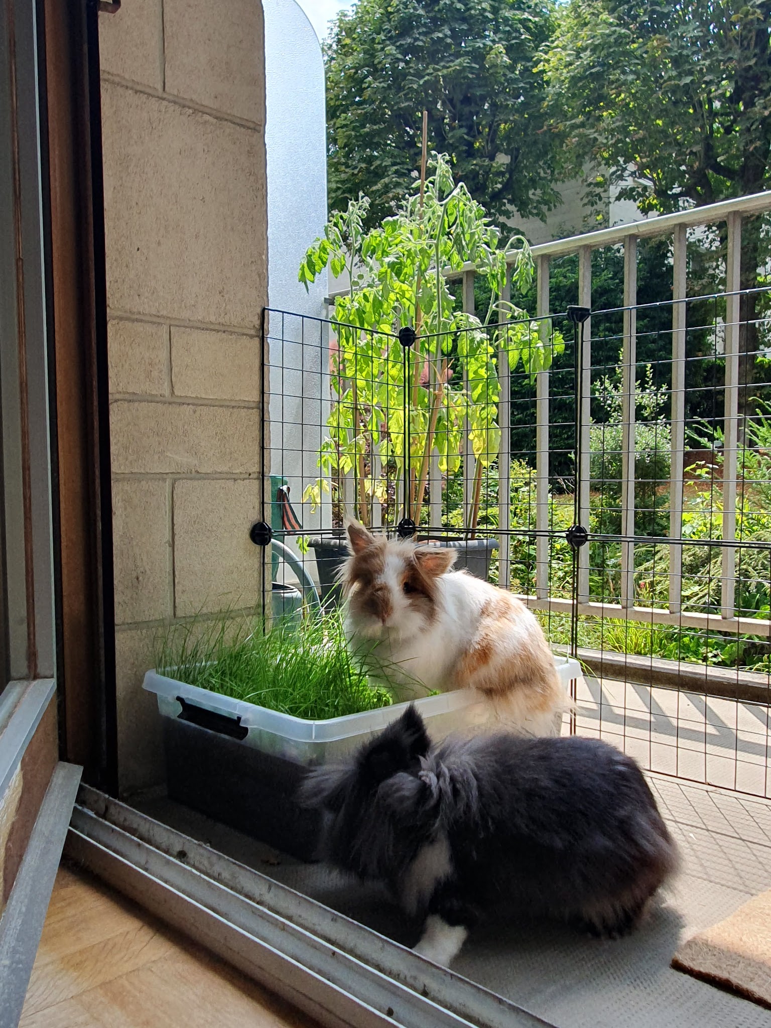 Zouzou pet sitter — photo