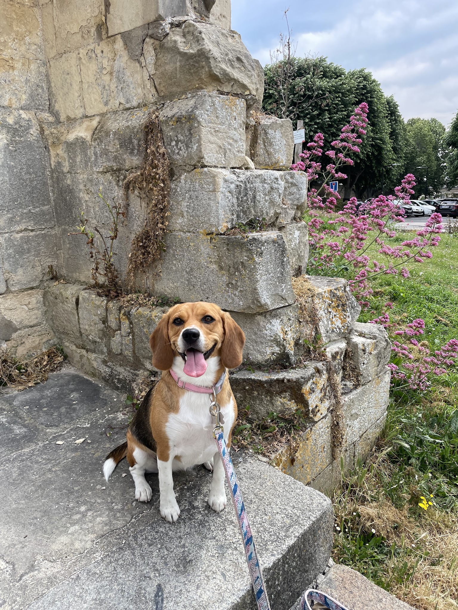Zouzou pet sitter — photo