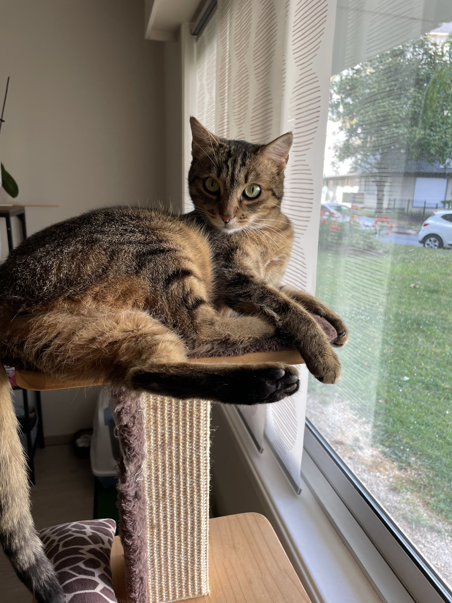 Zouzou pet sitter — photo