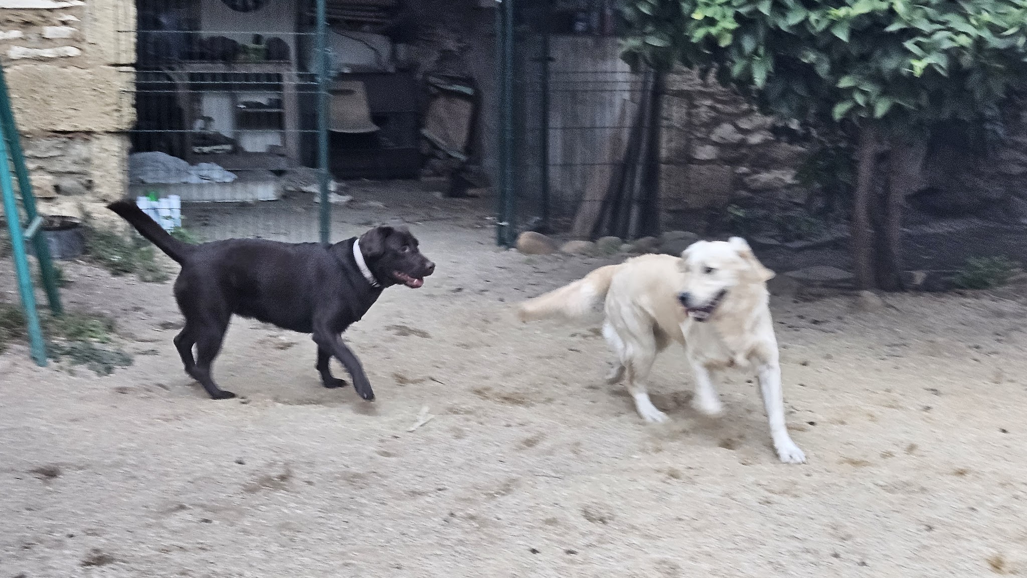 Les Pattounes en éventail — photo