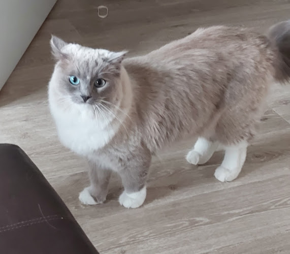 Cheryland Pets