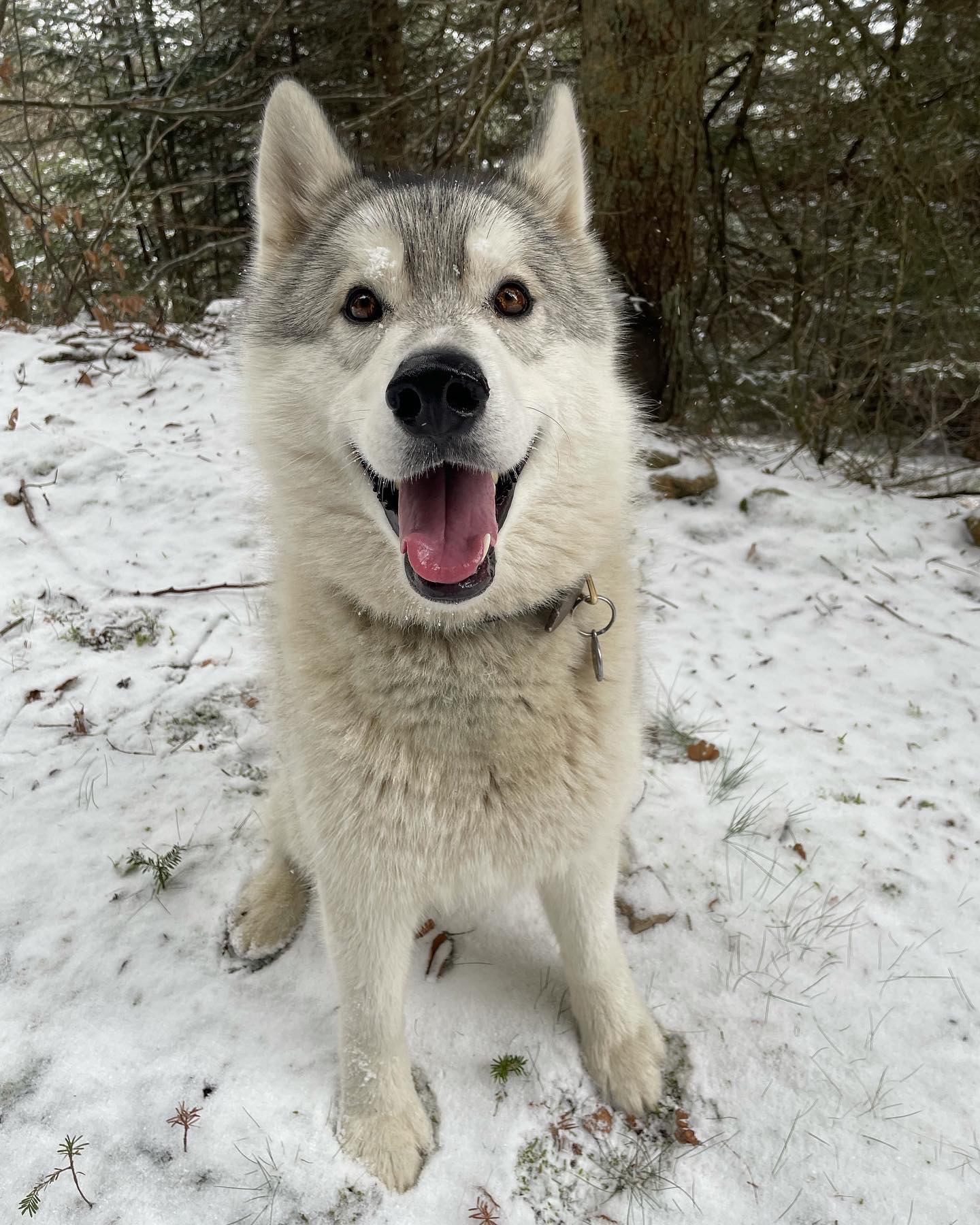 éleveur husky siberian et akita américain : élevage of cold winter nights — photo