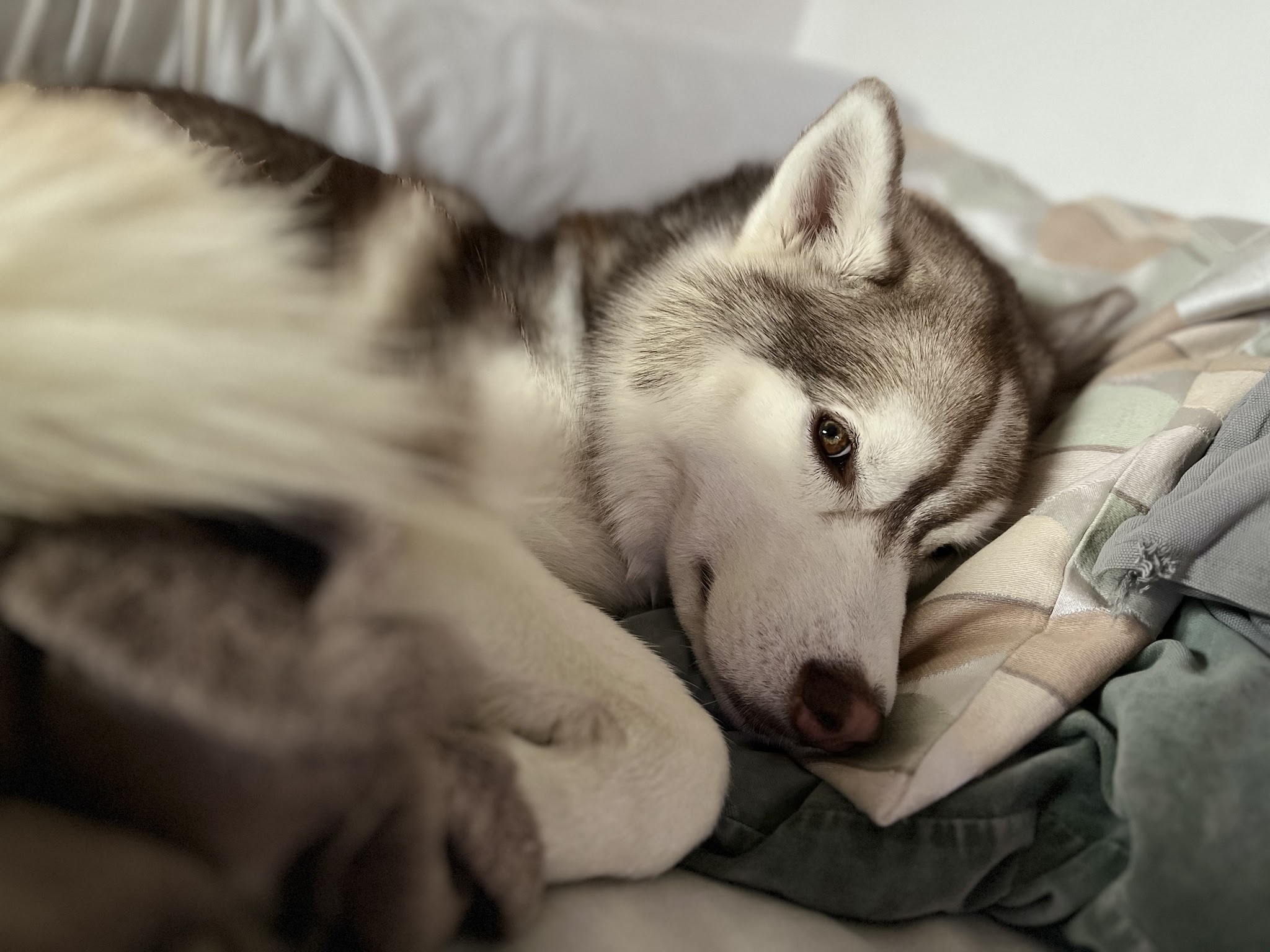 éleveur husky siberian et akita américain : élevage of cold winter nights — photo
